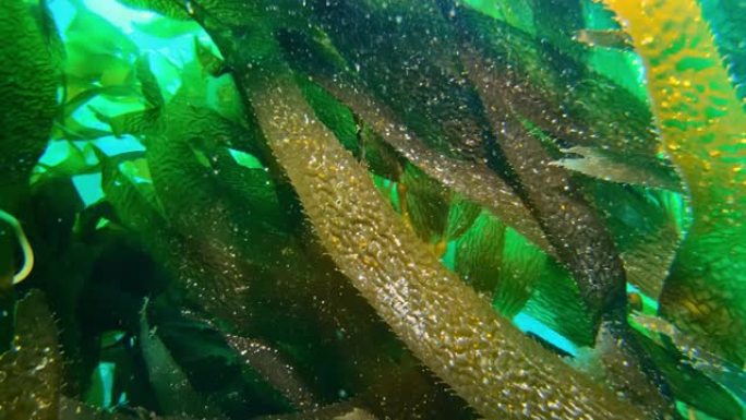 五颜六色的鱼和潜水员在碧绿的水中游泳。海洋中的巨型海带森林