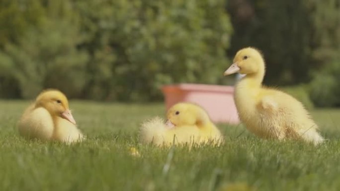 三只黄色小鸭子坐在阳光明媚的草坪上，清洁羽毛。幼鸟在绿色草地上享受夏天。家禽和农业。电影院4k Pr