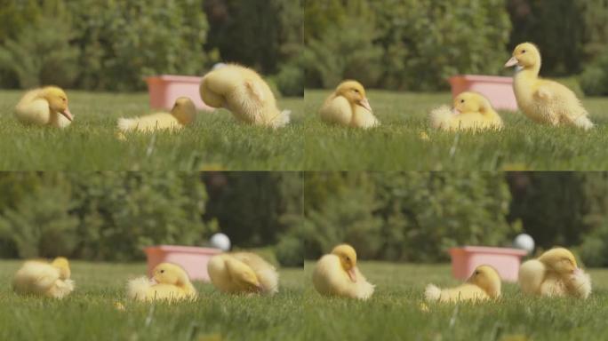 三只黄色小鸭子坐在阳光明媚的草坪上，清洁羽毛。幼鸟在绿色草地上享受夏天。家禽和农业。电影院4k Pr