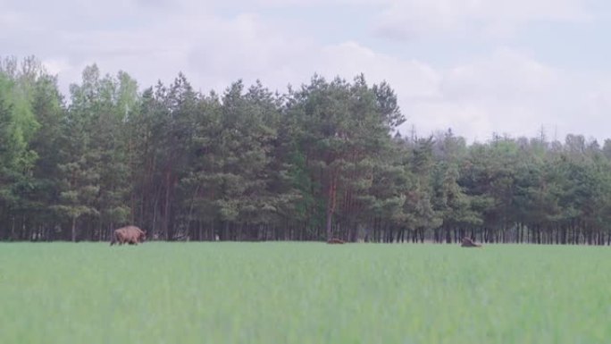 欧洲野牛在森林环绕的田野上放牧。春天