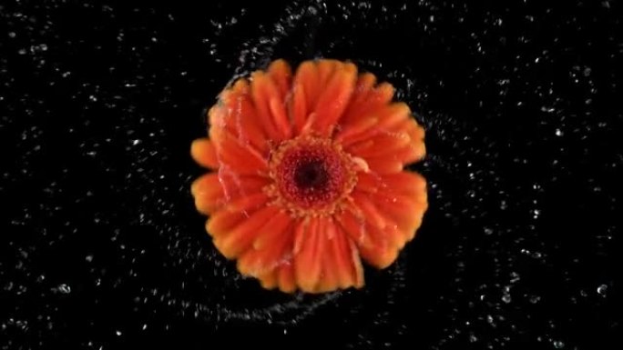 水以超慢动作旋转橙色格柏雏菊花。用幻影弹性4k相机拍摄。