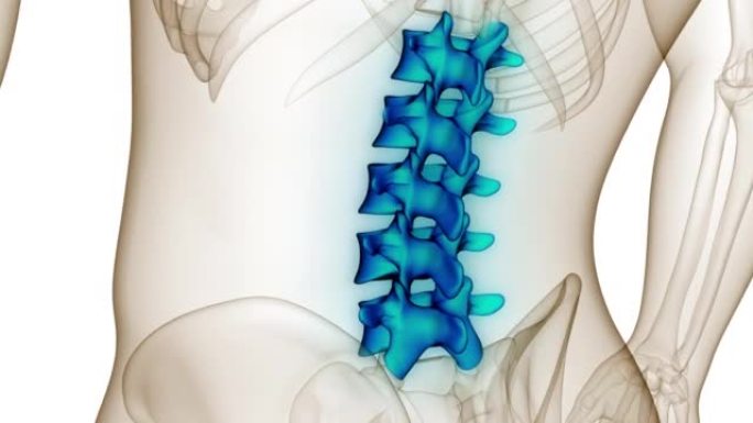 脊髓脊柱腰椎人体骨骼系统解剖动画概念