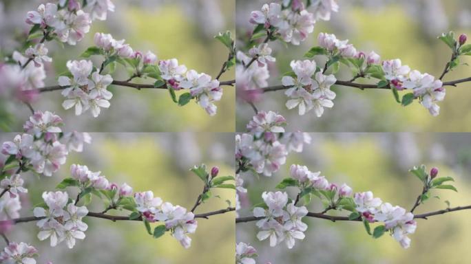 粉色和白色树花的细节照片