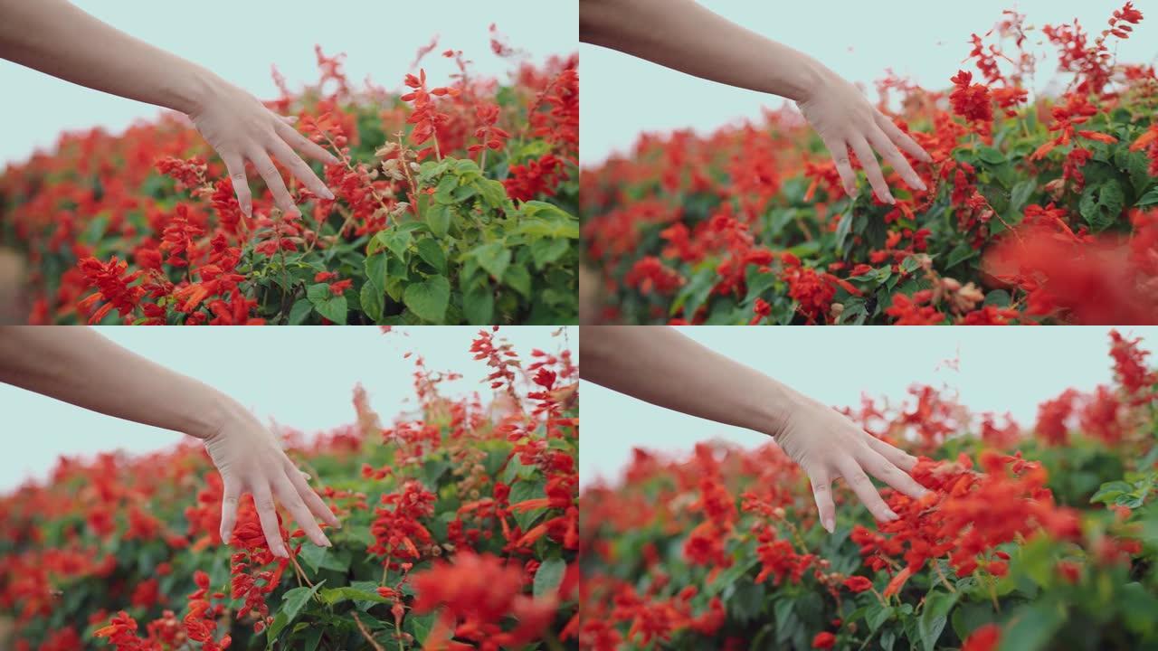 女人的手温柔地抚摸着红色的花田。大片鲜花盛开的视野。