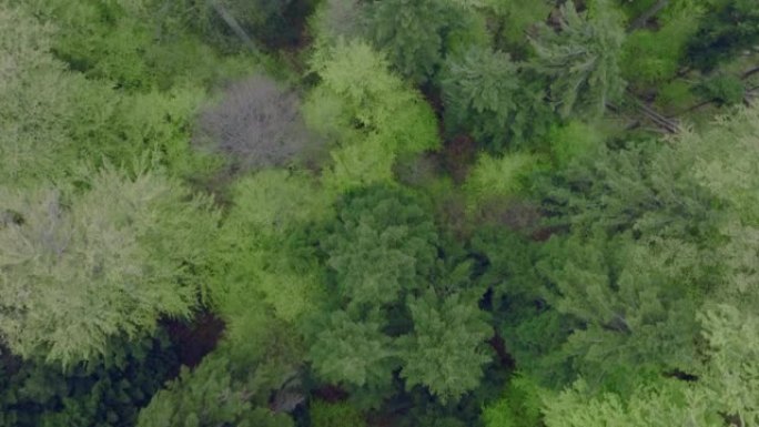 郁郁葱葱的绿色森林和山脉的空中无人机视图