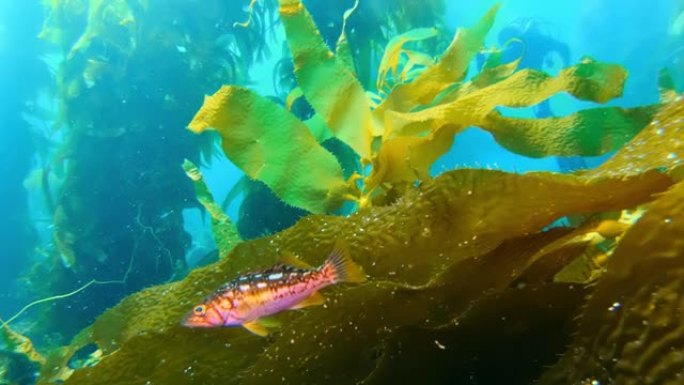 五颜六色的小鱼在绿松石水中游泳。海洋中美丽的巨型海带森林