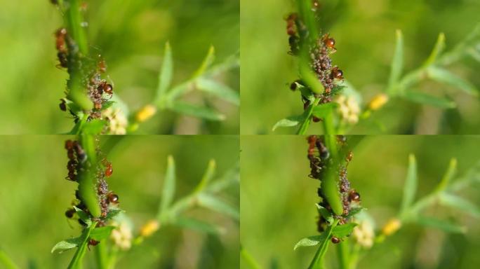 蚂蚁照顾植物茎上的蚜虫。