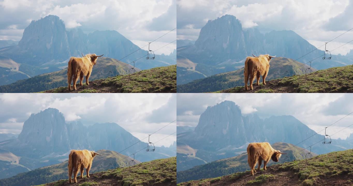 意大利多洛米蒂和阿尔卑斯山的牦牛肖像