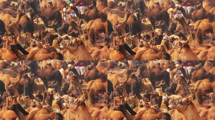 普什卡骆驼博览会-节日期间的骆驼