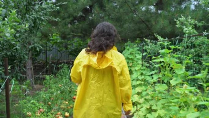 穿着黄色雨衣的女农业学家，走过一排排种植的蔬菜，检查有机农场的种植园