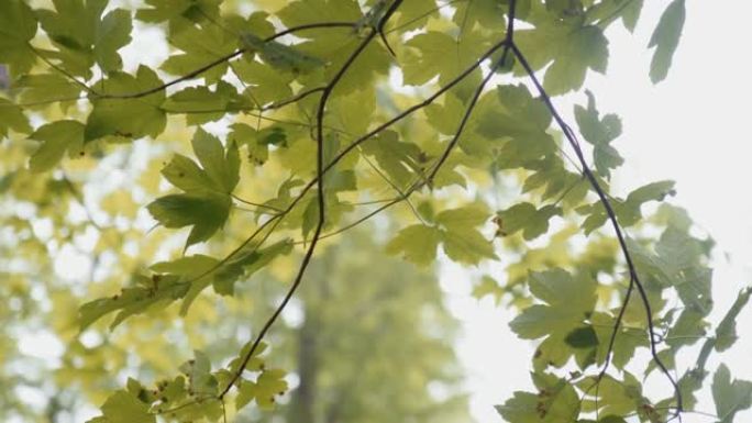 夏天树木绿叶的细节照片