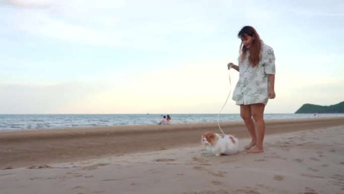 苏格兰折叠猫与女主人一起在海滩上散步