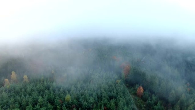 空中无人机拍摄了茂密的云层中的森林