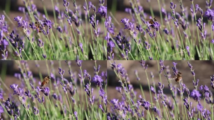 Close-up view of honey bees pollinating lavender f