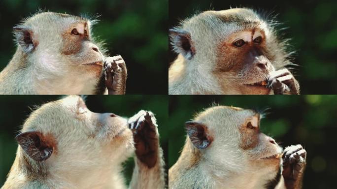 社交，野生，可爱和好奇的猕猴在马来西亚的国家公园攀爬和寻找食物。背景中的叶子很模糊。用聪明的眼睛特写