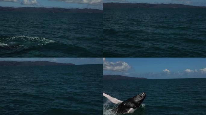 多米尼加共和国座头鲸跳跃的特写镜头，从水中突破。