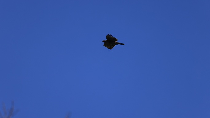 老鹰在蓝天翱翔的升格视频