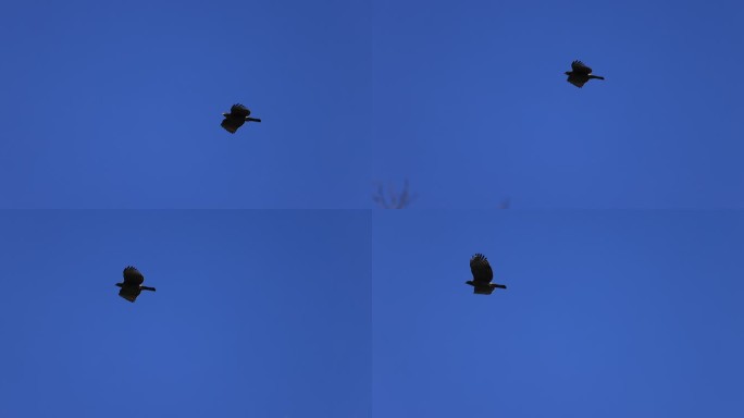 老鹰在蓝天翱翔的升格视频