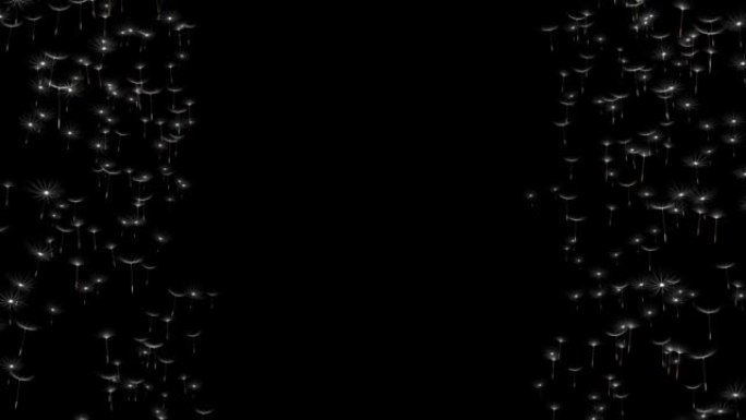 带有透明背景的蒲公英花朵的3D动画与风飞的霜雨