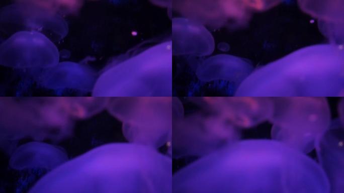 漂浮在相机前的紫色模糊水母