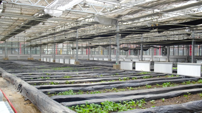 有机蔬菜种植大棚 地膜大头菜花菜无公害