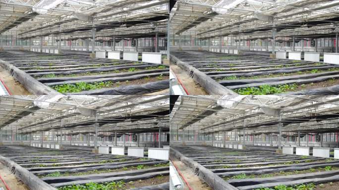 有机蔬菜种植大棚 地膜大头菜花菜无公害