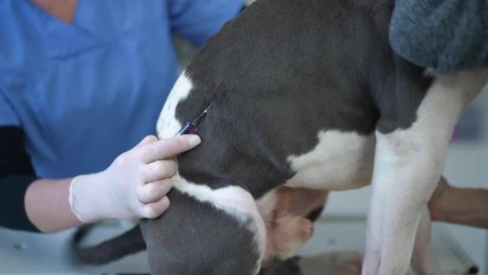侧视狗与无法辨认的兽医在侧面注射犬类药物。生病的纯种美国斯塔福德郡梗在兽医诊所吸毒。健康和护理概念。