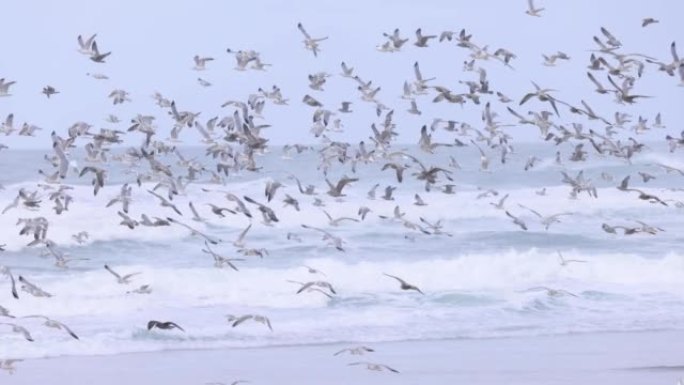 一大群海鸥以慢动作飞行