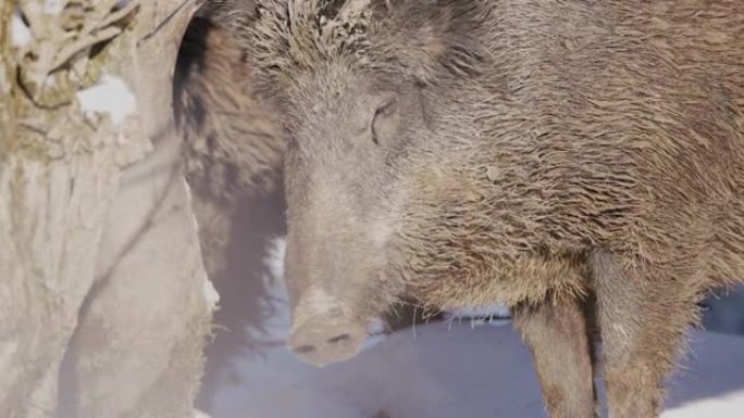 雪中野猪的细节镜头