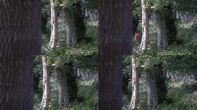 羚羊在瑞典的树林中奔跑