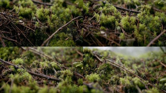 雨天树林中的植物群的细节照片