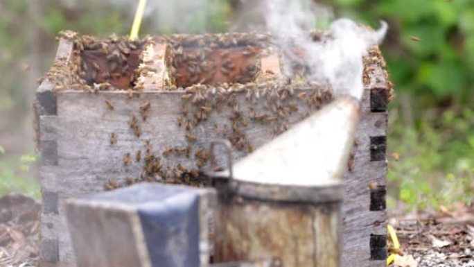 墨西哥尤卡坦州南部地区的传统养蜂过程