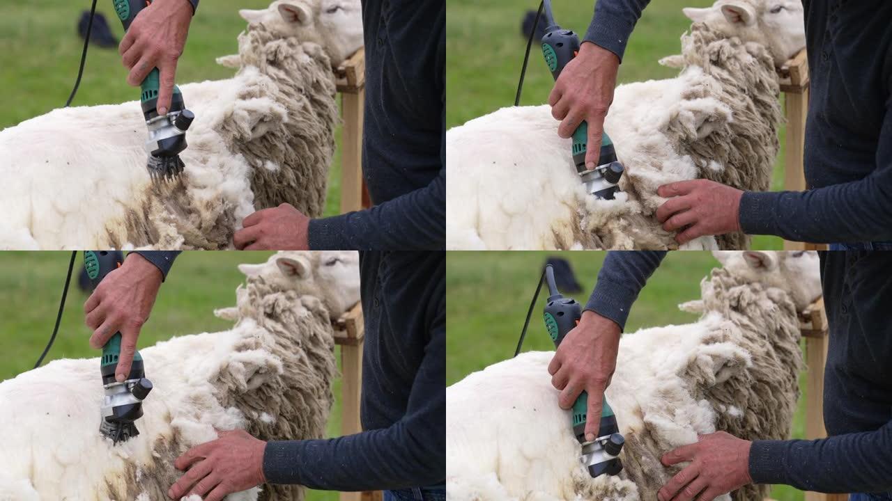 成年绵羊的柔软白色羊毛剪切。农民在户外用电动专业剪羊毛。特写。