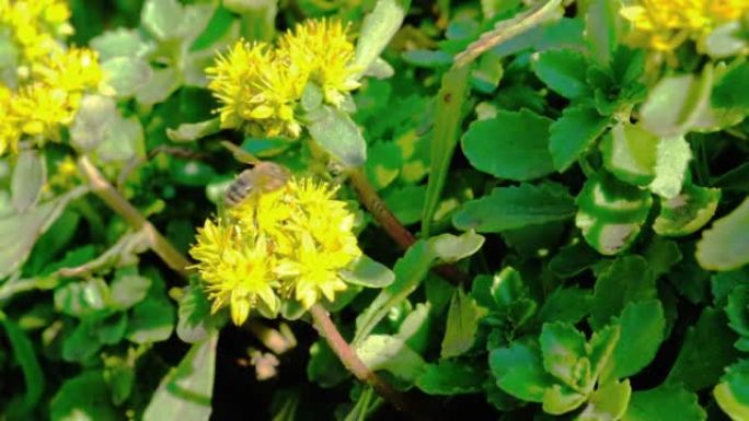 蜜蜂从黄色的花朵中收集花蜜，昆虫灼伤植物