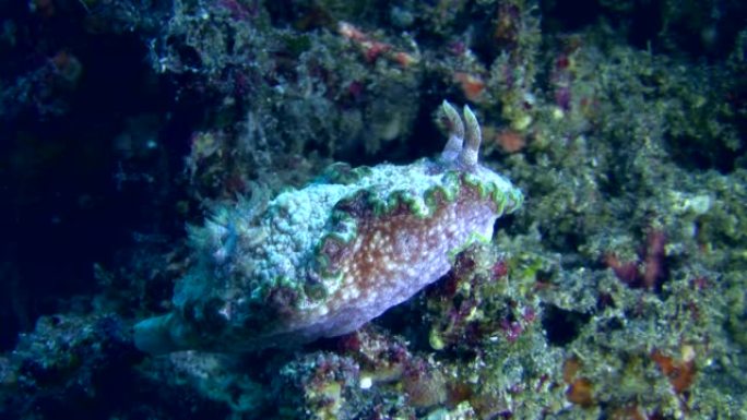 海蛞蝓或裸枝舌苔
