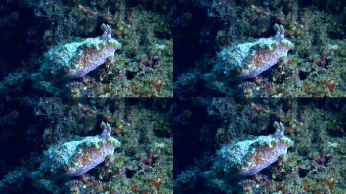 海蛞蝓或裸枝舌苔