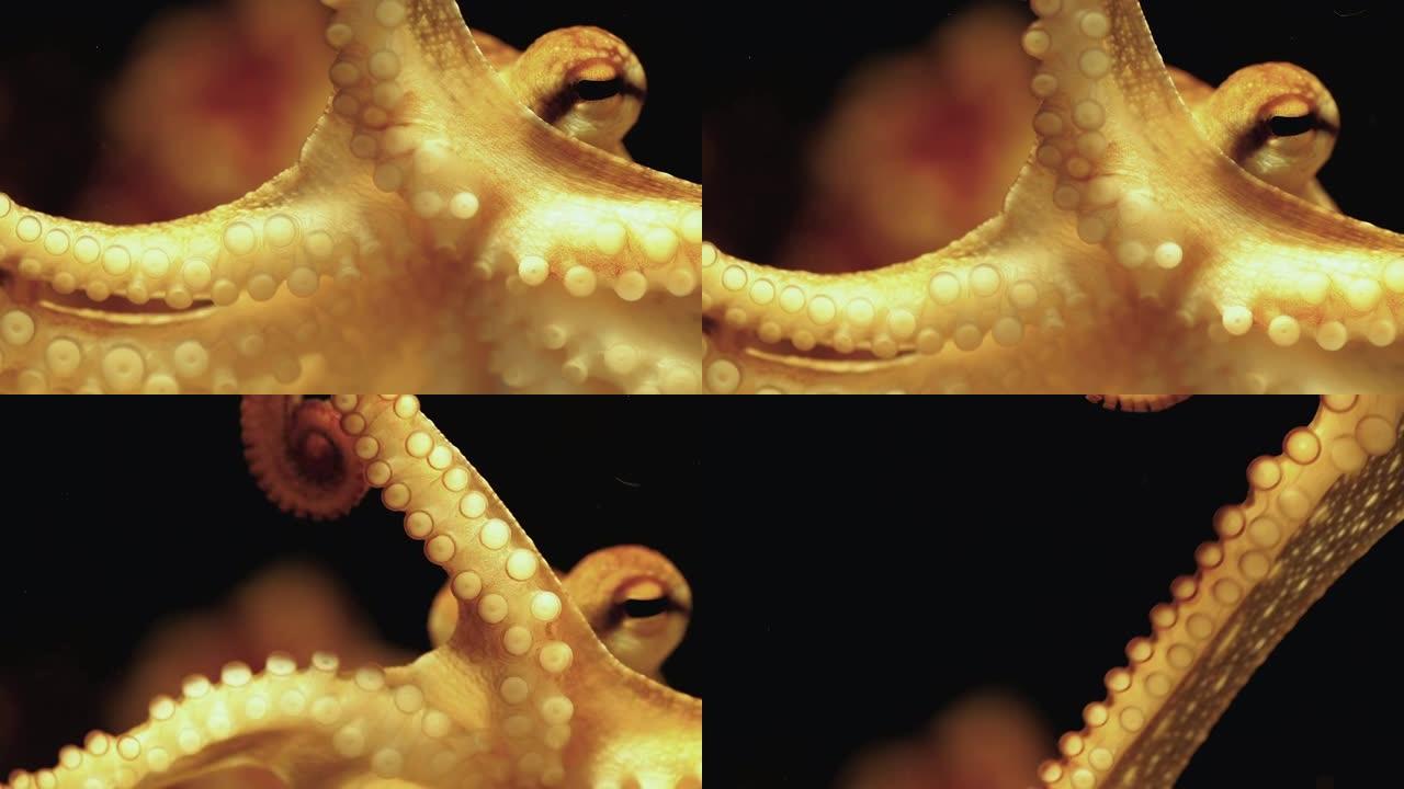 鱼缸中的章鱼行为展示游动游泳水底