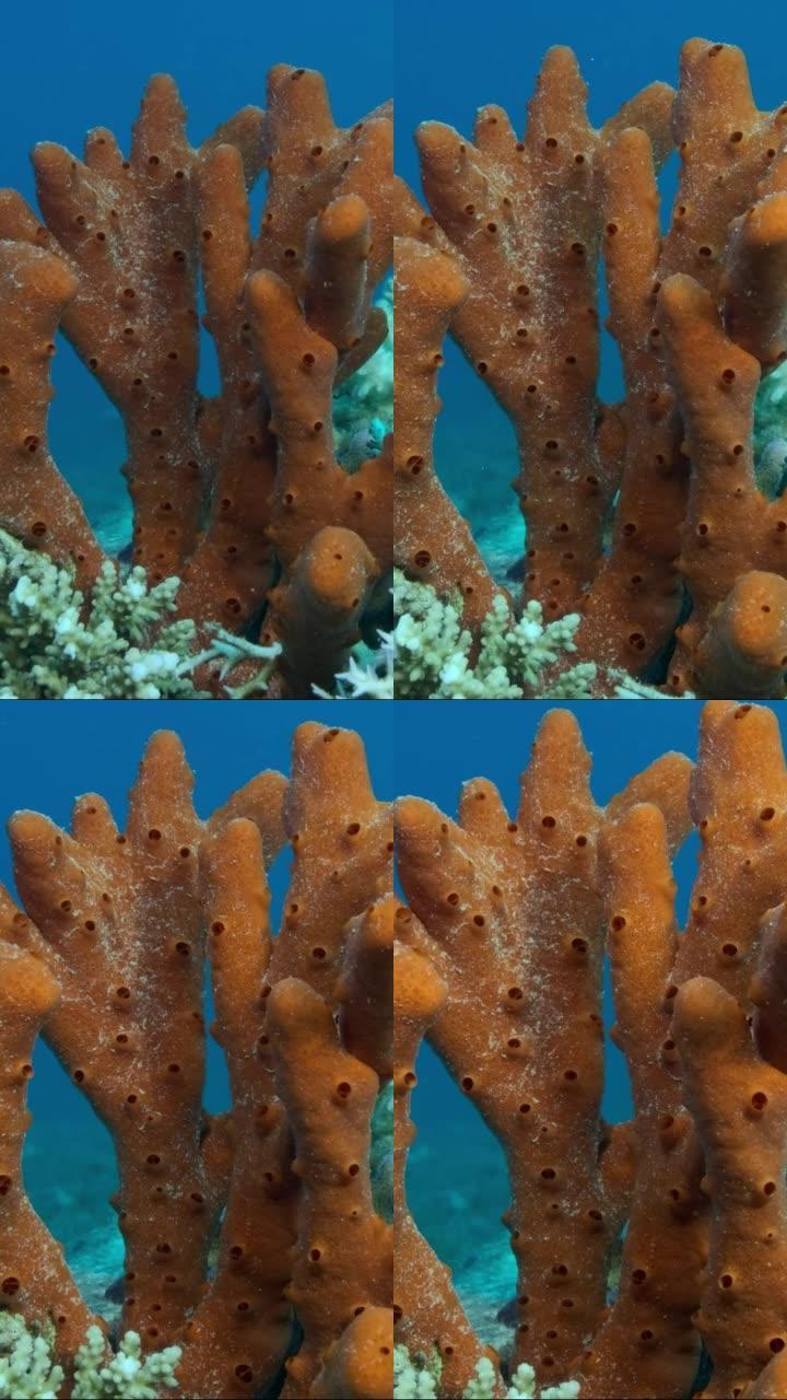 垂直视频: 红色有毒手指海绵 (negrompata magnifica) 的特写。水下景观。