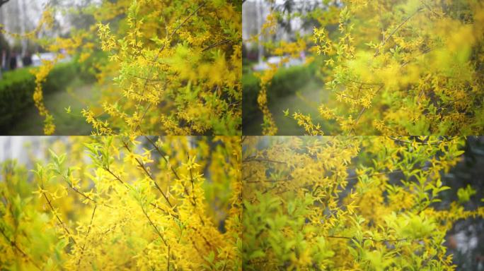 迎春花 唯美 春天  春天鲜花盛开