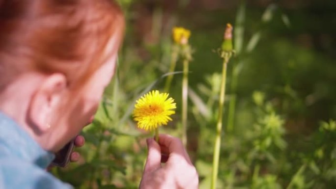 一位美丽的年轻女子发现了一朵蒲公英花，并在手机相机上拍照。蒲公英花在一个女孩手中。积极消遣赏花的概念