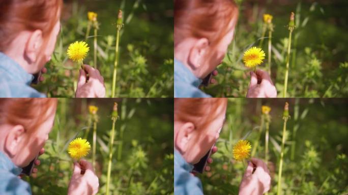一位美丽的年轻女子发现了一朵蒲公英花，并在手机相机上拍照。蒲公英花在一个女孩手中。积极消遣赏花的概念