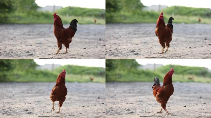 棕色家鸡正走在生态家庭农场。一只母鸡在农田鸡舍后院。有机家禽养殖野生动物概念
