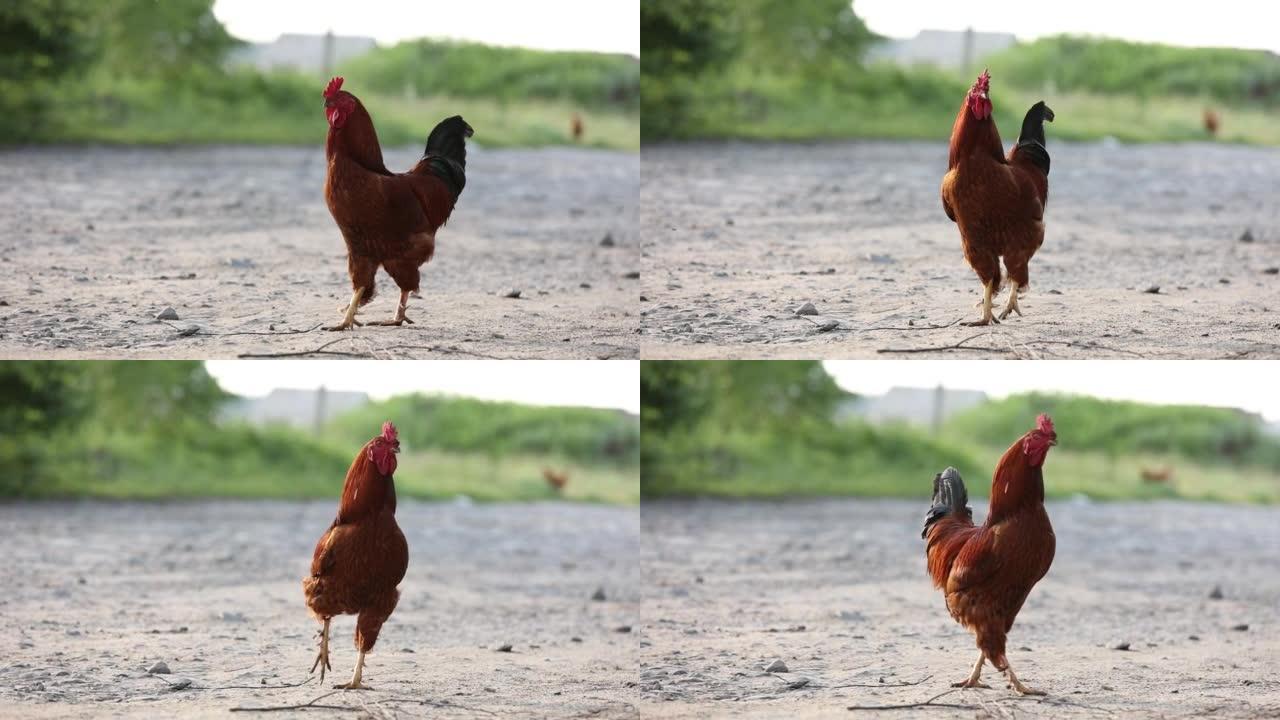 棕色家鸡正走在生态家庭农场。一只母鸡在农田鸡舍后院。有机家禽养殖野生动物概念