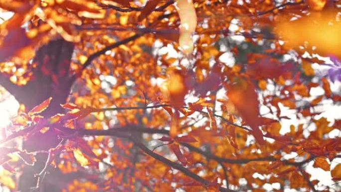 在阳光明媚的秋天，CS在树梢上