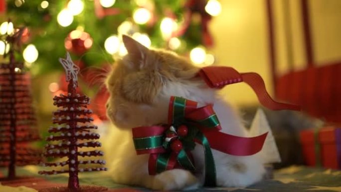 西伯利亚猫在圣诞树上休息