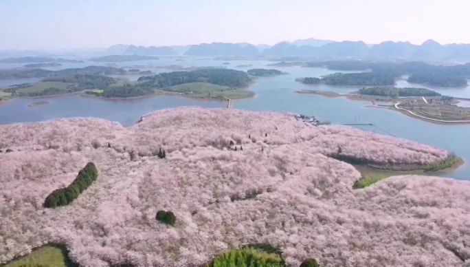 贵州平坝樱花   最美丽最梦幻的樱花园