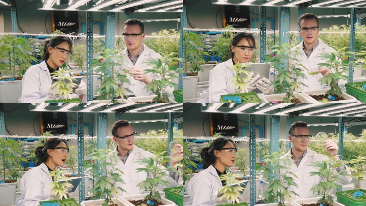 科学家检查温室中植物的生长