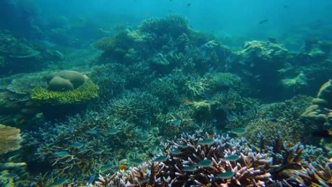 水下彩色珊瑚场景清澈海洋