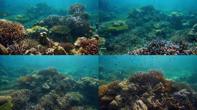 水下彩色珊瑚场景清澈海洋