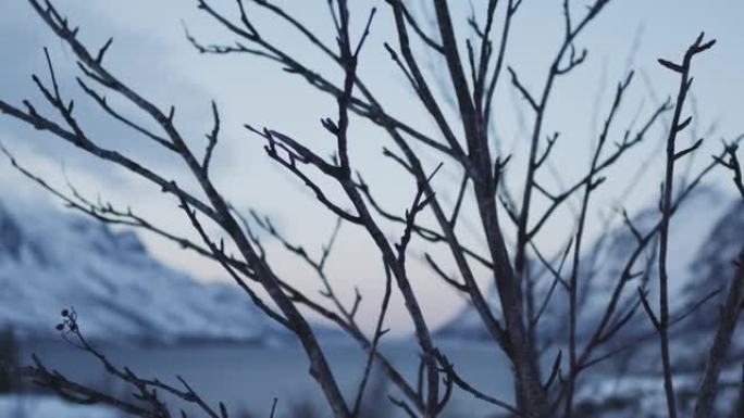 挪威特罗姆瑟的野生，原始自然，山脉和树木被雪覆盖